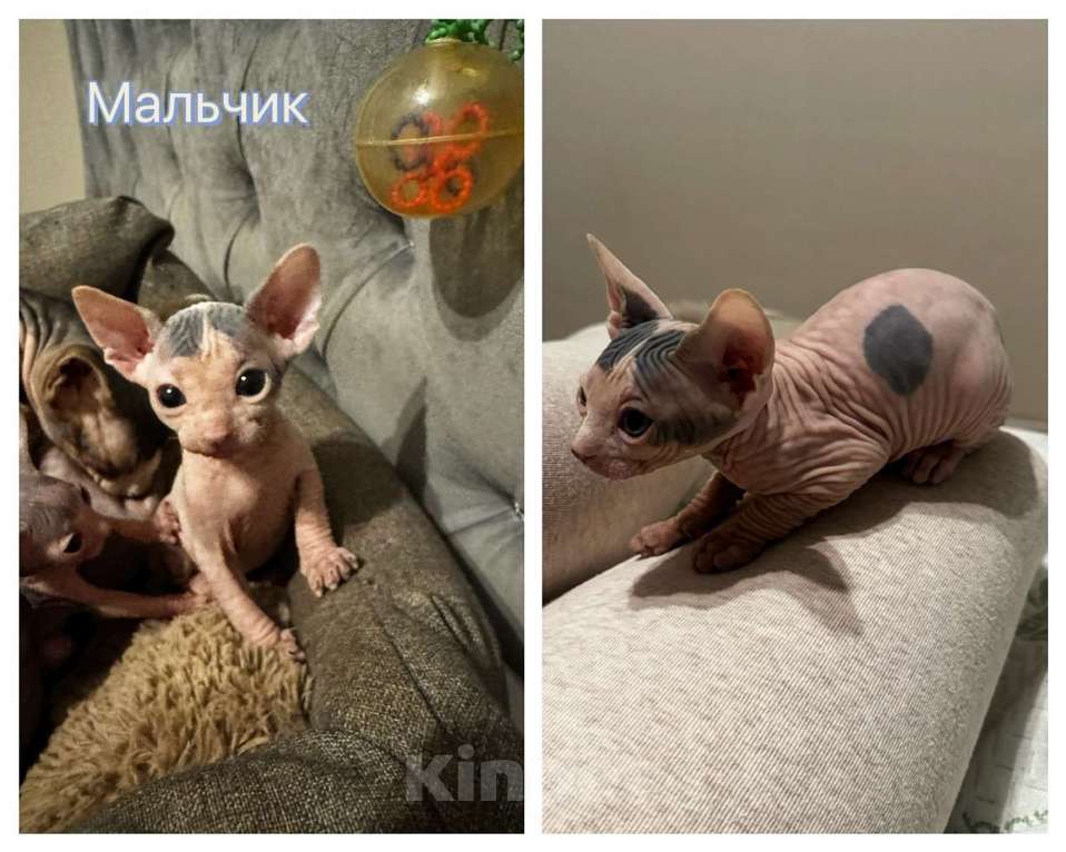 Кошки в Новосибирске: Канадский сфинкс  Мальчик, 11 000 руб. - фото 1