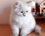 Кошки в Люберцах: Сибирская кошечка Жасмин  Девочка, 35 000 руб. - фото 4