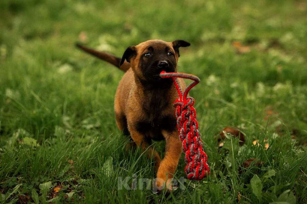 Собаки в Москве: Прекрасные щенки, девочки Малинуа (Бельгийские овчарки) Девочка, 120 000 руб. - фото 5