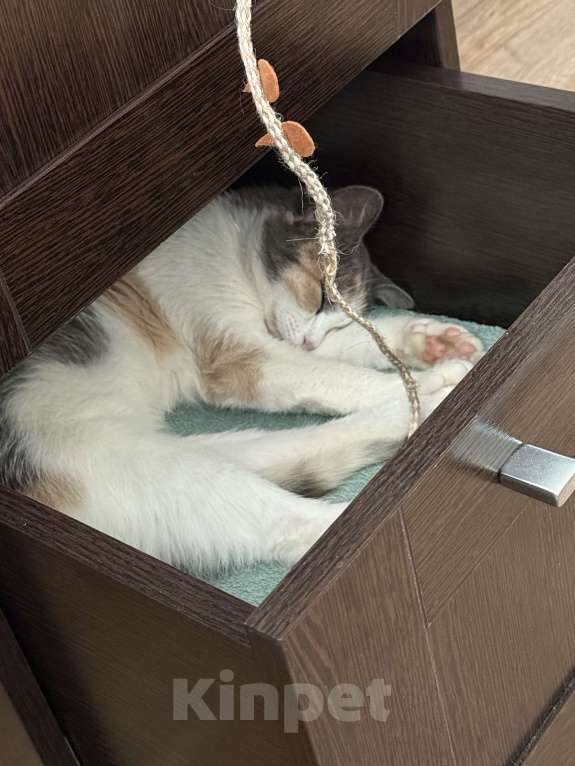 Кошки в Москве: Шипучка Девочка, 10 000 руб. - фото 4