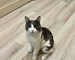 Кошки в Москве: Нежный котик Том в добрые руки Мальчик, Бесплатно - фото 4