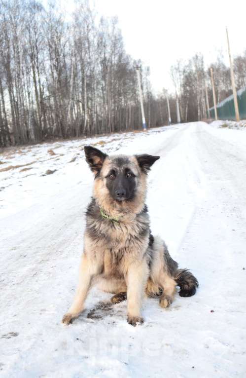 Собаки в Москве: Щенок-подросток, овчарка в дар Девочка, Бесплатно - фото 7