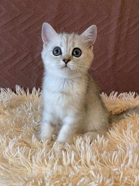 Кошки в Москве: Обаяшка Девочка, 25 000 руб. - фото 3