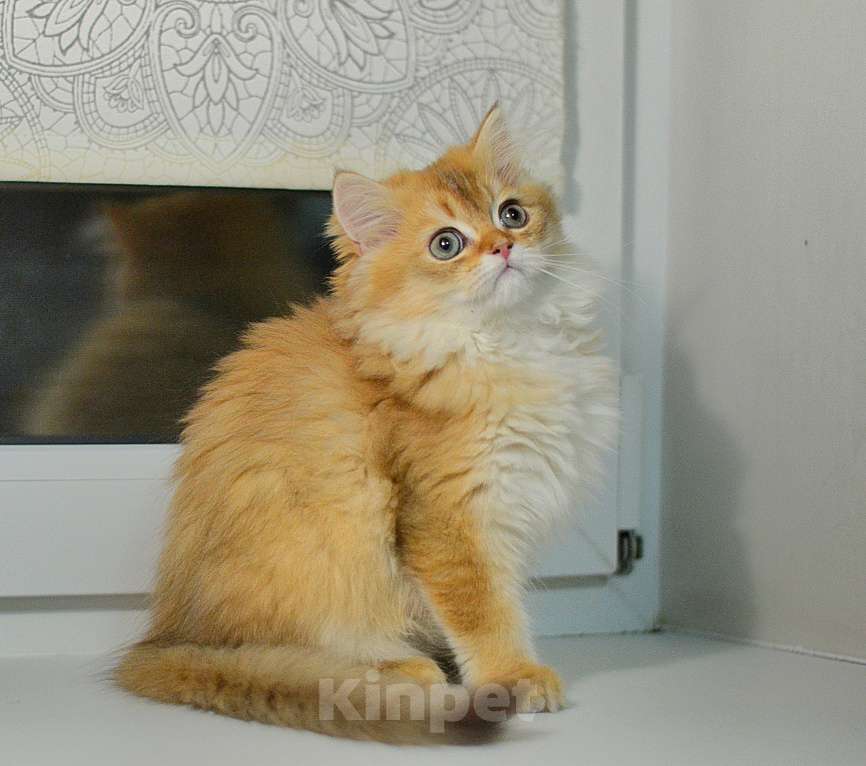 Кошки в Москве: Шотландские котята Разнополые, 12 000 руб. - фото 8