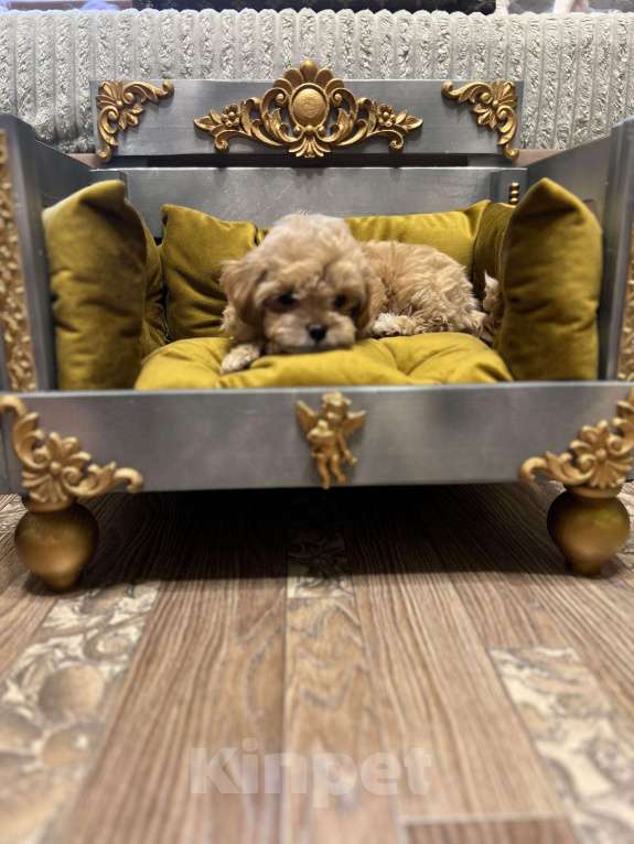 Собаки в Москве: Мини мальчик мальтипу ф1 Мальчик, 100 000 руб. - фото 3