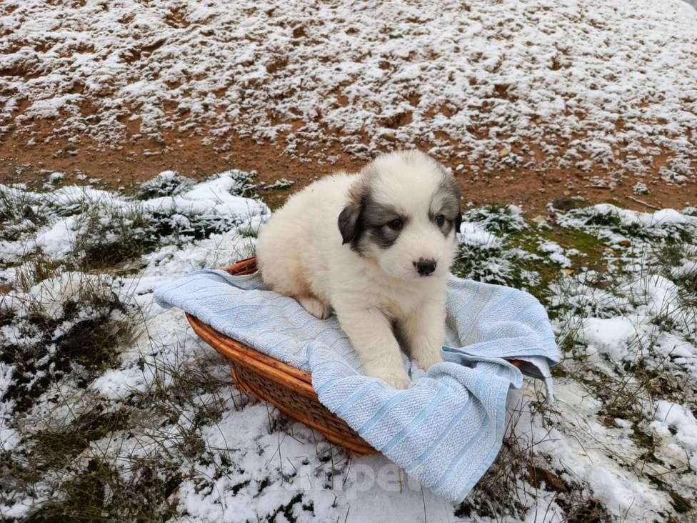 Собаки в Малоярославце: щенки пиренейской горной собаки_мальчик 3 Мальчик, 40 000 руб. - фото 6