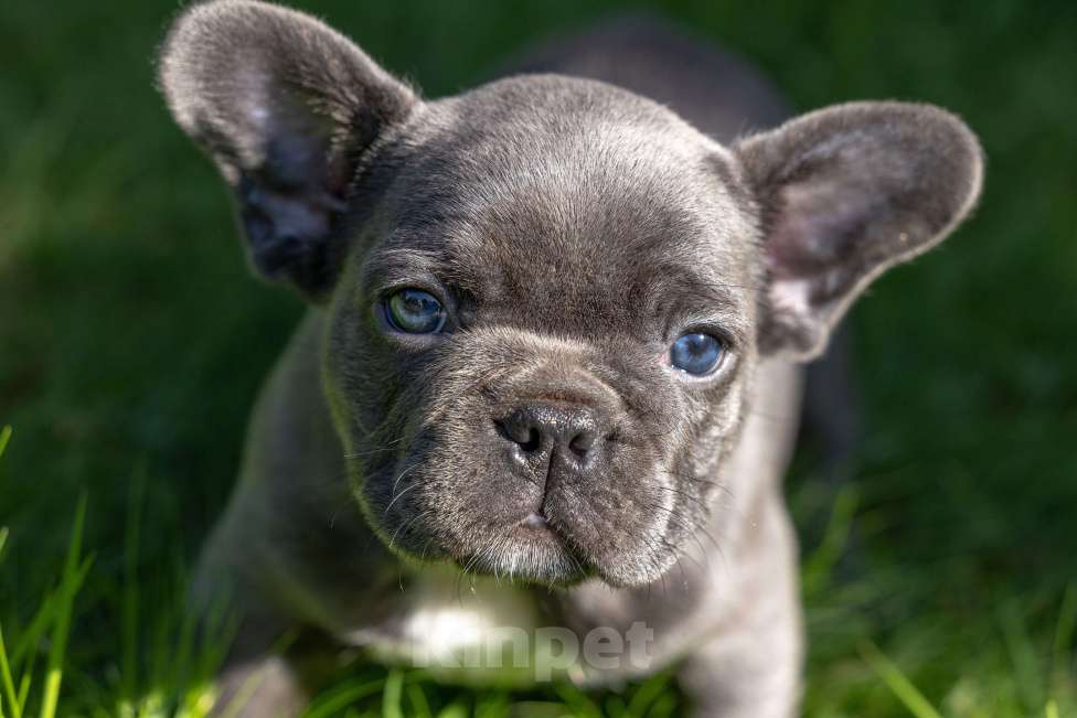 Собаки в Москве: Французский бульдог девочка Девочка, Бесплатно - фото 5