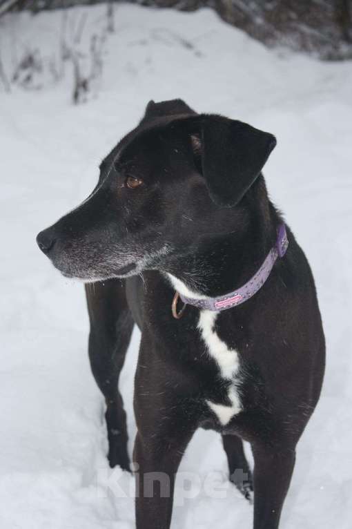 Собаки в Москве: Холёный пёс Бернард, который вынужден покинуть дом Мальчик, Бесплатно - фото 5