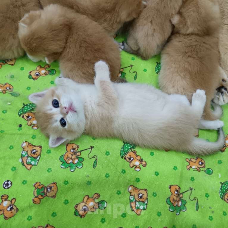 Кошки в Новосибирске: Британский мальчик с документами  Мальчик, 25 000 руб. - фото 8