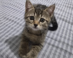 Кошки в Москве: Котёнок 2 месяца Мальчик, Бесплатно - фото 1