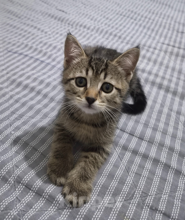 Кошки в Москве: Котёнок 2 месяца Мальчик, Бесплатно - фото 1