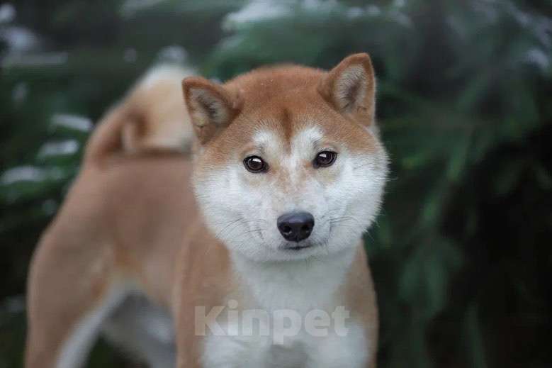 Собаки в Москве: Сиба-ину Широ в дар Мальчик, 1 руб. - фото 1