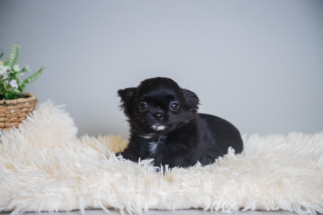 Собаки в Королеве: Чихуа-хуа мини малыш Мальчик, 45 000 руб. - фото 3