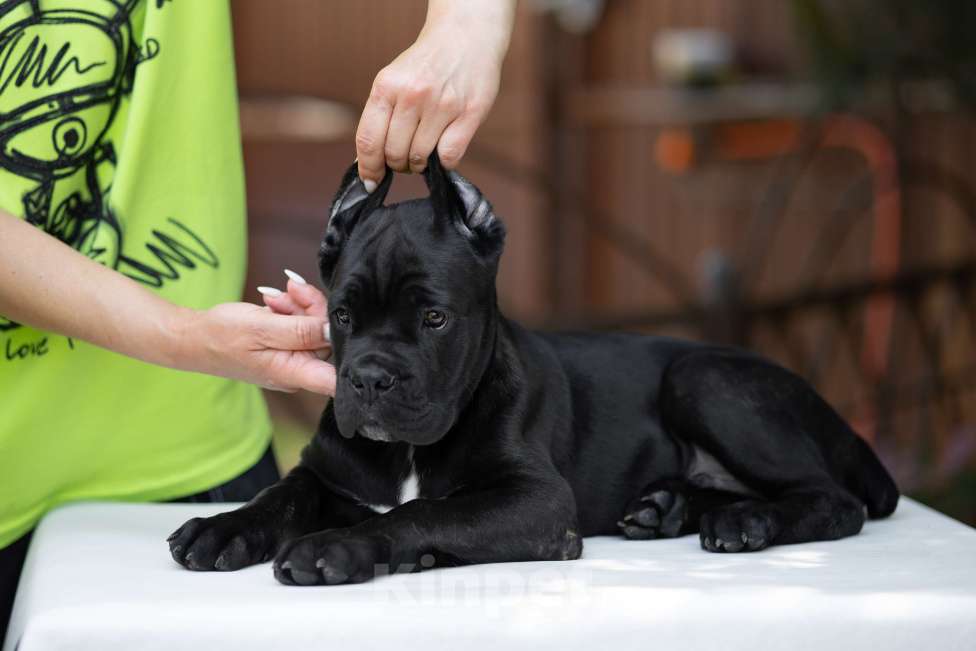 Собаки в Краснодаре: Кане корсо щенки Мальчик, Бесплатно - фото 5