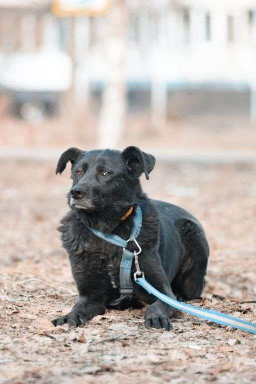 Собаки в Москве: Мастика Девочка, Бесплатно - фото 4