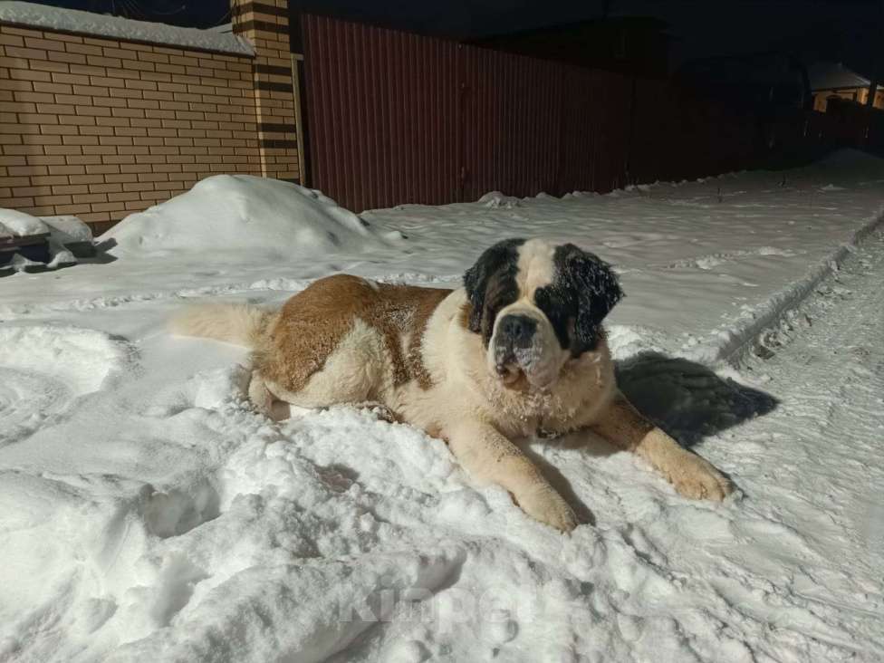 Собаки в Курске: Сенбернар кобель для вязки  Мальчик, 55 000 руб. - фото 3