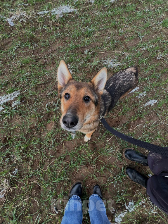 Собаки в Клине: Миндаль — милая карамельная очаровашка, которая ждёт своего Человека Девочка, Бесплатно - фото 8