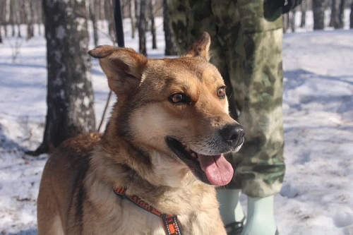 Молодой пес из приюта