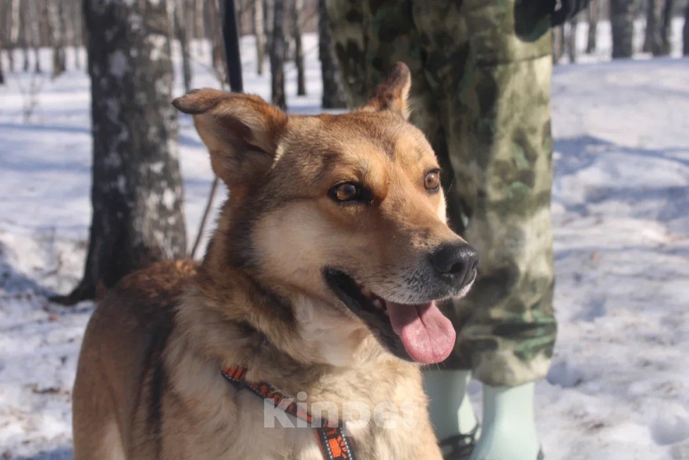 Собаки в Москве: Молодой пес из приюта Мальчик, Бесплатно - фото 1