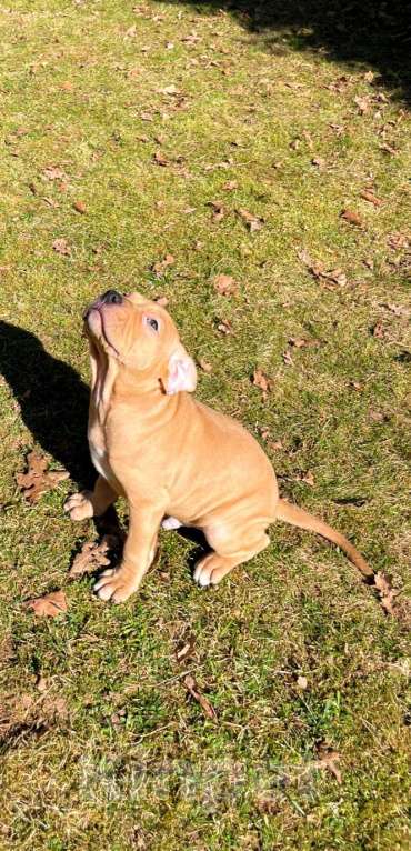 Собаки в Москве: Щенки Американского питбультерьера Мальчик, 40 000 руб. - фото 2