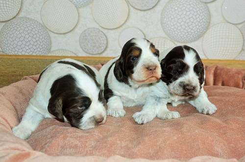 Английского кокера щенок