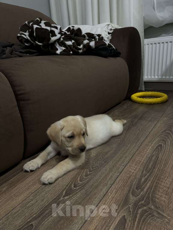 Собаки в Новосибирске: Продам щенка лабрадора Мальчик, 30 000 руб. - фото 4