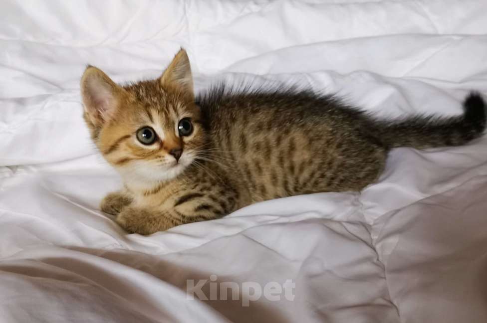 Кошки в Москве: Британский котёнок мальчик Мальчик, 10 000 руб. - фото 2