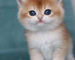 Кошки в Владивостоке: Очаровательный британский котик Девочка, 120 000 руб. - фото 3