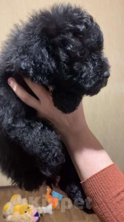 Собаки в Ростове-на-Дону: Черный мальчишка пули Мальчик, 40 000 руб. - фото 2