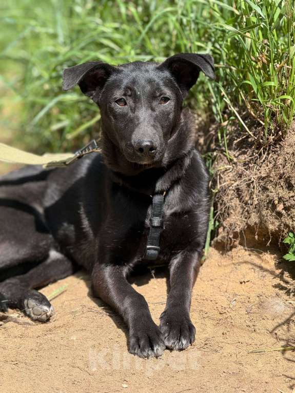 Собаки в Москве: Щенок Кэрри Девочка, Бесплатно - фото 3