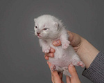 Кошки в Перми: Манчкин котёнок Мальчик, 30 000 руб. - фото 4