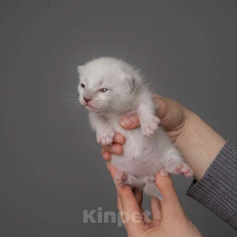 Кошки в Перми: Манчкин котёнок Мальчик, 30 000 руб. - фото 4