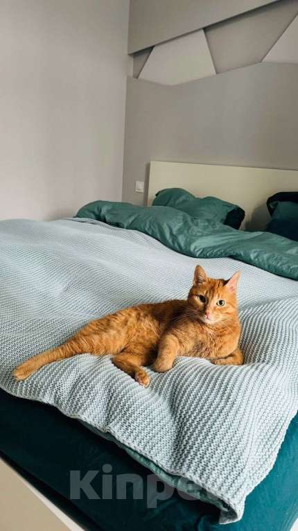 Кошки в Раменском: Рыжий Кот  Мальчик, Бесплатно - фото 6