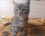 Кошки в Краснодаре: Котята в добрые руки Мальчик, Бесплатно - фото 10