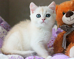 Кошки в Москве: Британский малыш в серебристой шубке Мальчик, 25 000 руб. - фото 2