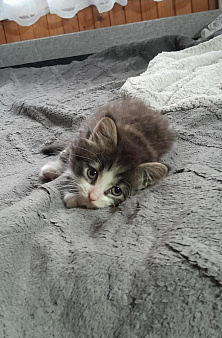 Котята,отдам в добрые руки