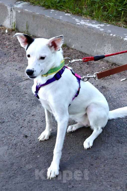 Собаки в Санкт-Петербурге: Красивая собачка ищет дом Девочка, Бесплатно - фото 7