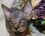 Кошки в Москве: Канадский сфинкс котенок Мальчик, 50 000 руб. - фото 3