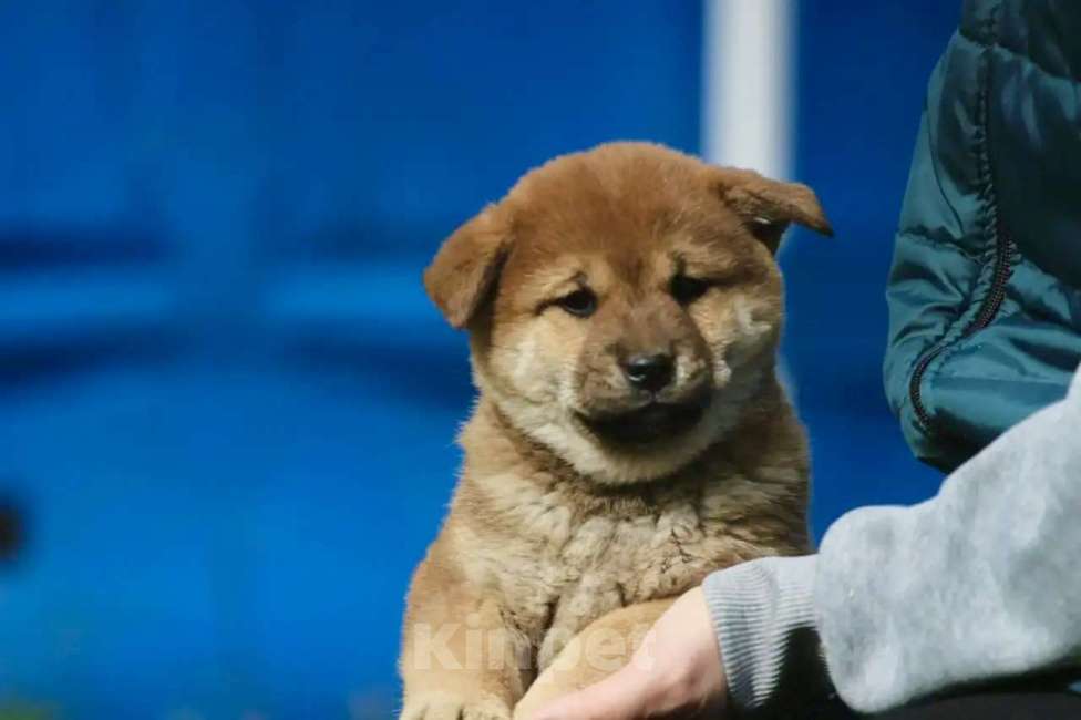 Собаки в Москве: Щенки сиба ину Мальчик, 45 000 руб. - фото 1