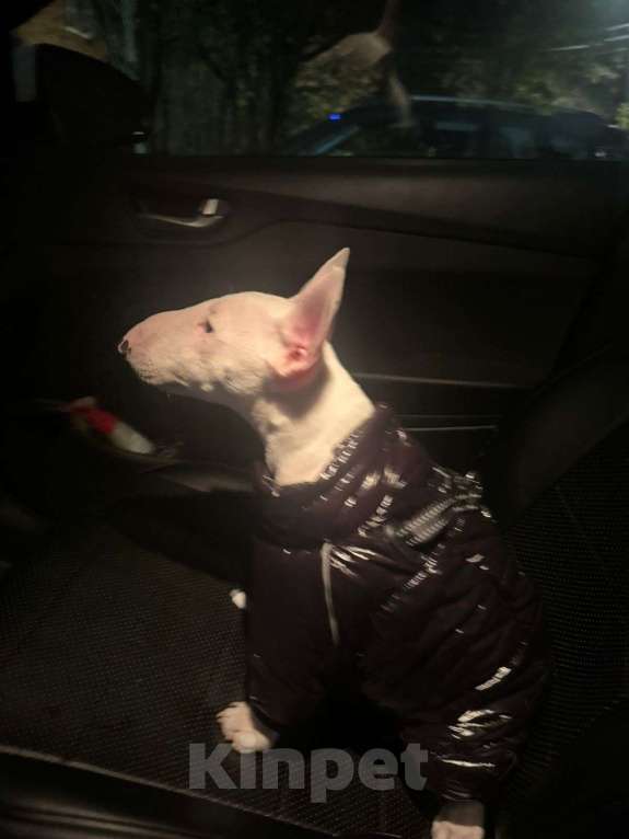 Собаки в Малоярославце: Миниатюрный бультерьер Девочка, 65 000 руб. - фото 2