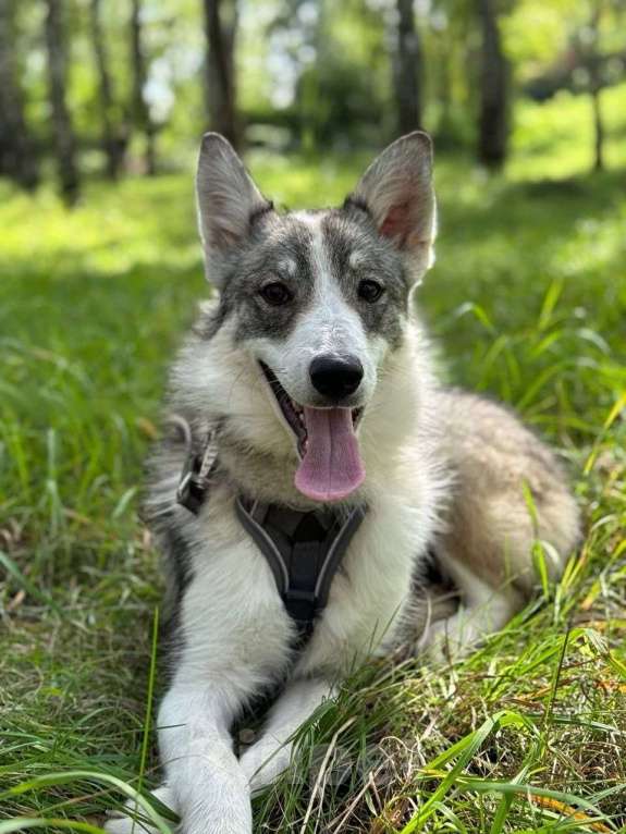 Собаки в Москве: Венди из приюта ищет дом Девочка, Бесплатно - фото 4