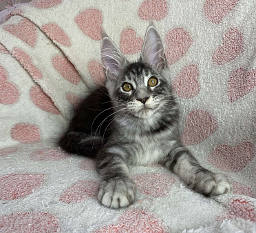 Черный серебристый мраморный мальчик мейн кун Zhan