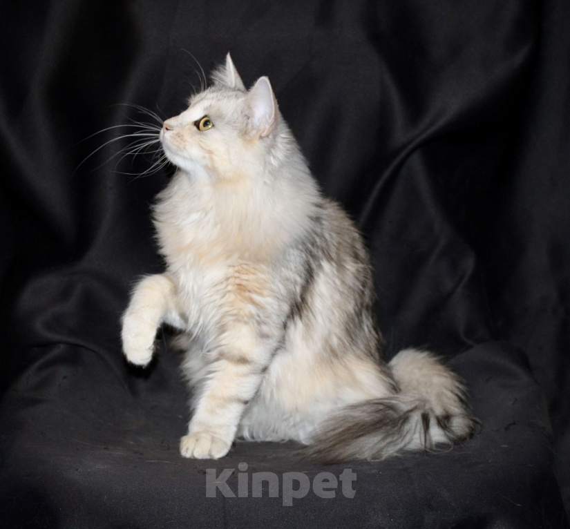 Кошки в Тюмени: Сибирский котёнок Девочка, 15 000 руб. - фото 5