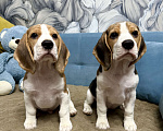 Собаки в Москве: Щенки Бигль Мальчик, 45 000 руб. - фото 3