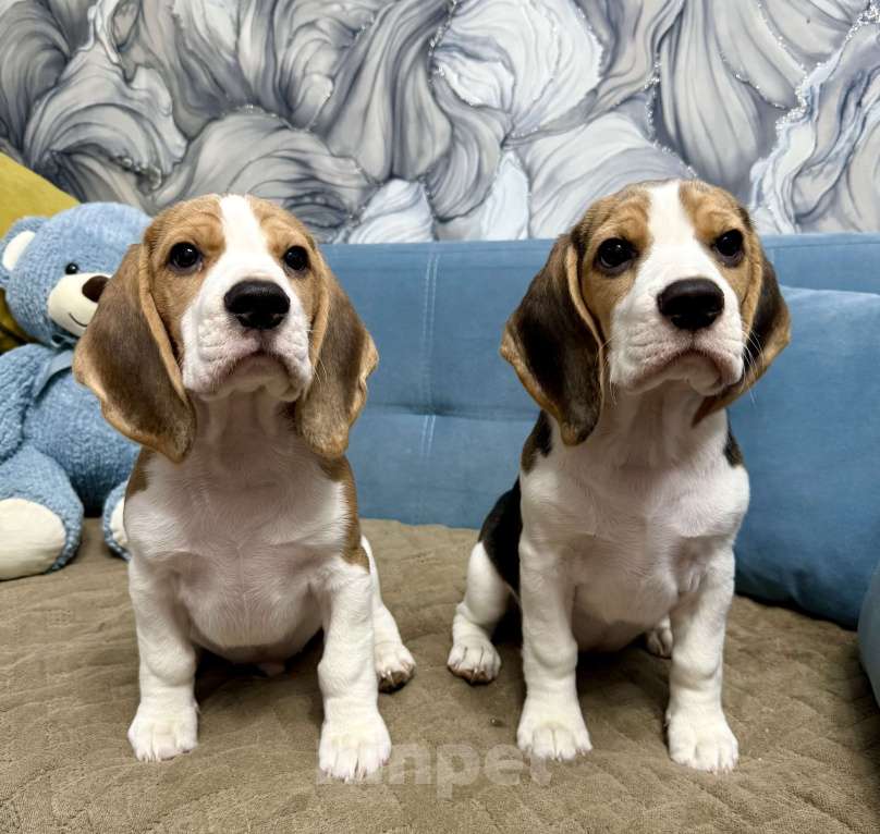 Собаки в Москве: Щенки Бигль Мальчик, 45 000 руб. - фото 3