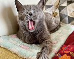 Кошки в Москве: Буся- бабуся кошка Девочка, Бесплатно - фото 8