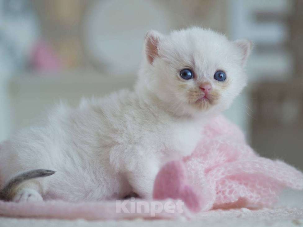 Кошки в Москве: Британский мальчик Фан-Фан Мальчик, 100 000 руб. - фото 5