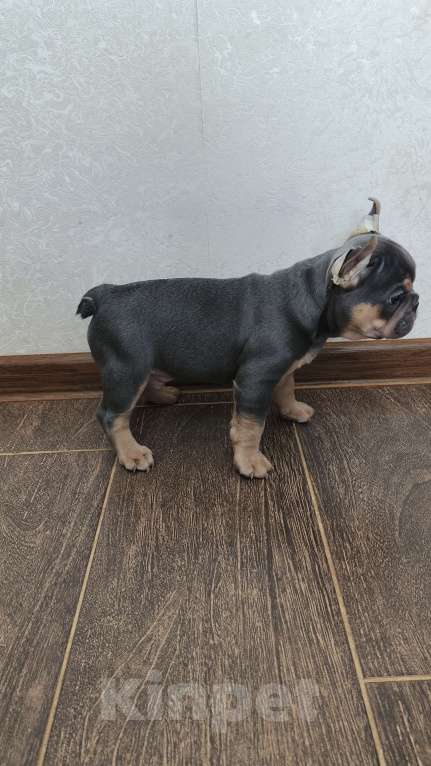 Собаки в Белореченске: Французский бульдог Мальчик, Бесплатно - фото 8