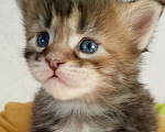 Кошки в Энгельс: Котенок Мэйн кун Девочка, 50 000 руб. - фото 4