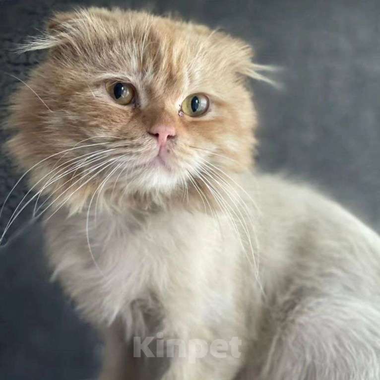 Кошки в Москве: Котика обрили и выкинули на помойку Мальчик, Бесплатно - фото 2